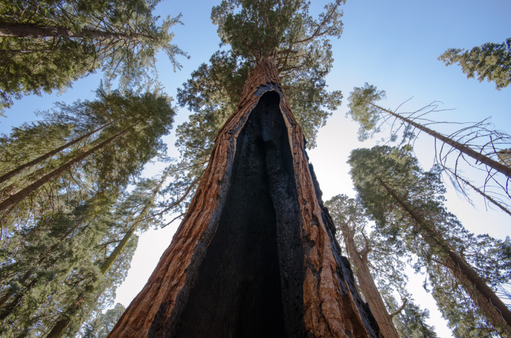 Sequoia National Park