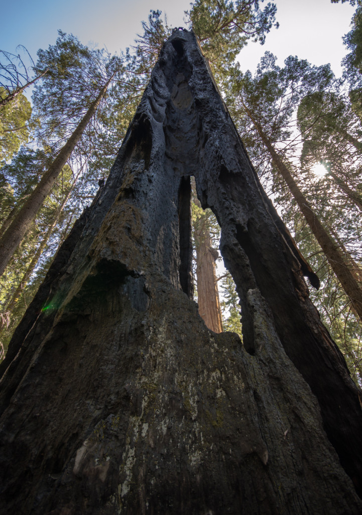 Sequoia National Park