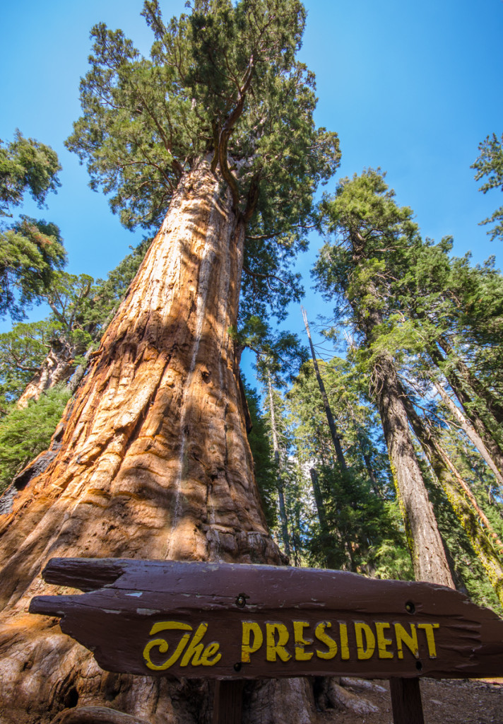 The President Tree - Sequoia National Park