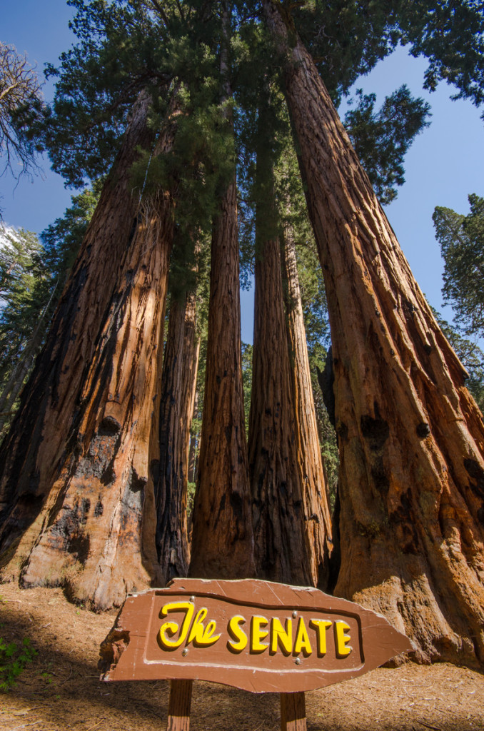 The Senate Trees - Sequoia National Park