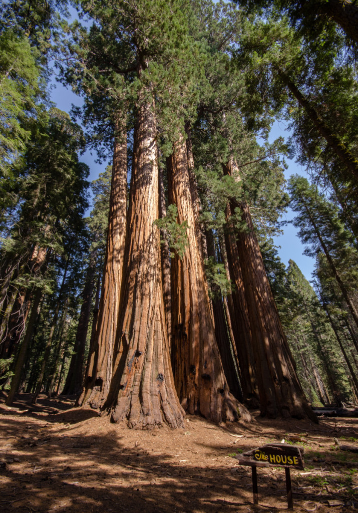 The House Trees - Sequoia National Park