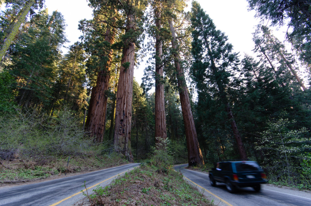 Sequoia National Park