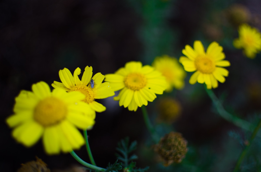 Wildflowers