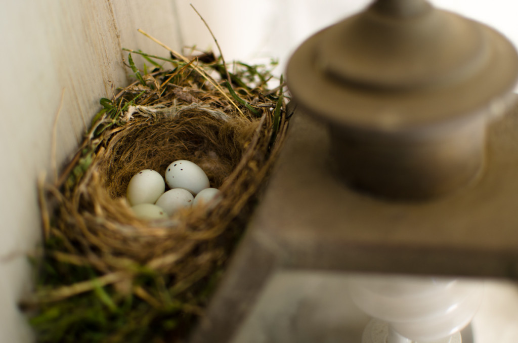 Bird's nest outside house