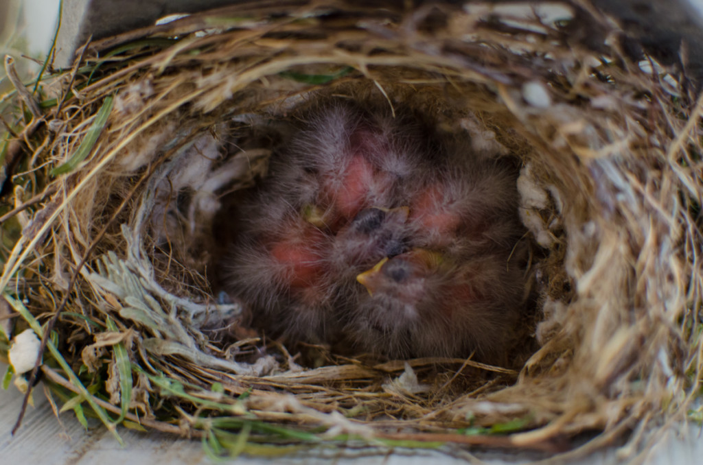 Newborn birds