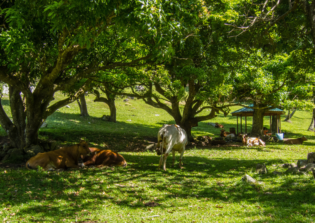 Pasture on Waitukubuli National Trail