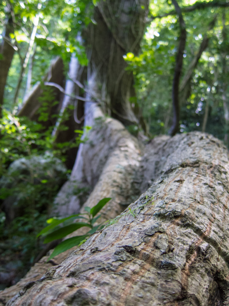 Large tree roots on the Waitukubuli National Trail