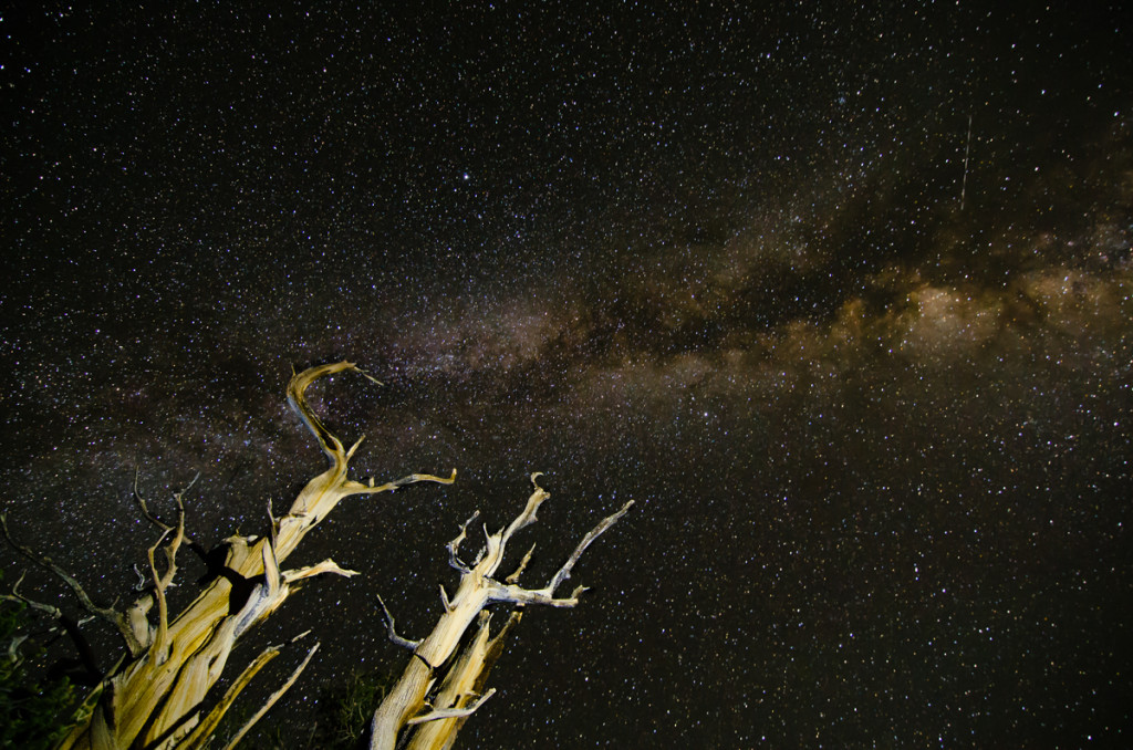 Milky Way at Ancient Bristlecone Pine Forest