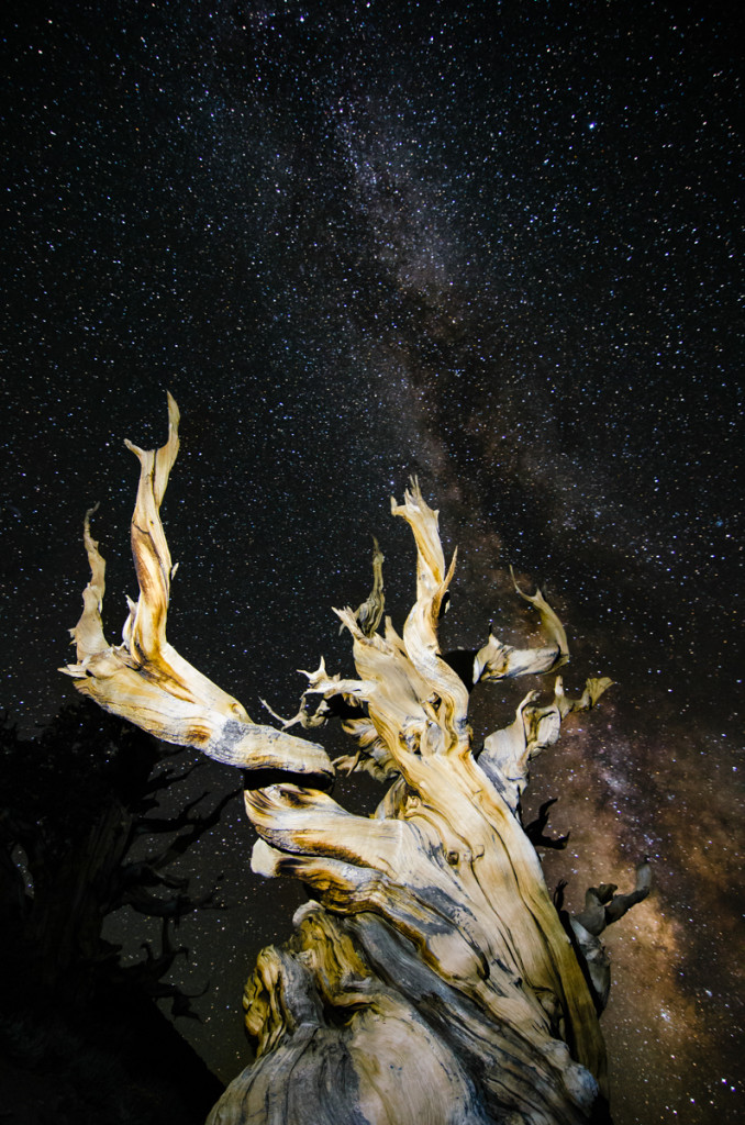 Milky Way at Ancient Bristlecone Pine Forest