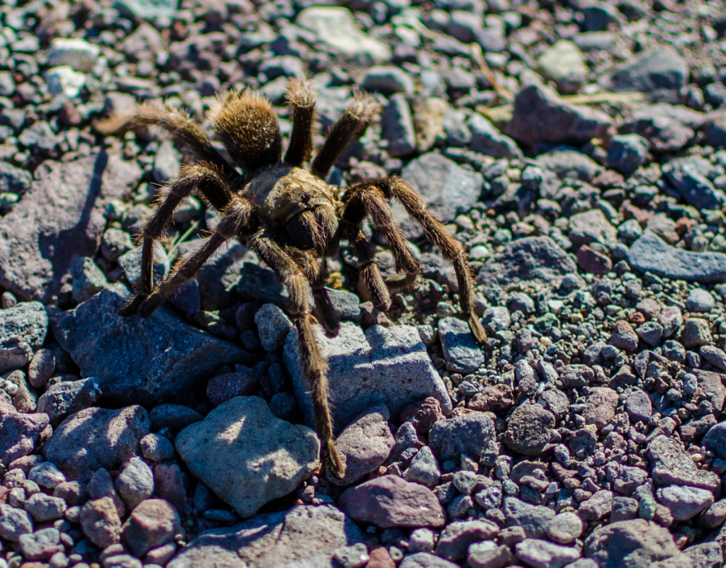 Tarantula, Baja California