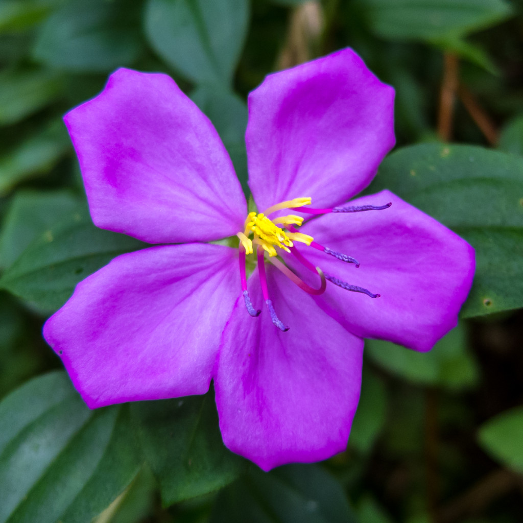 Flower on Waitukubuli National Trail