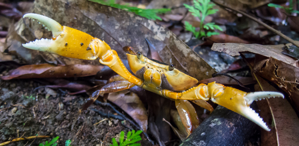 Crab on Waitukubuli National Trail