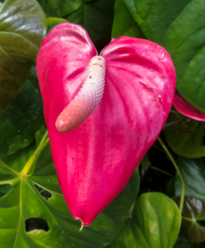 Flower on Waitukubuli National Trail