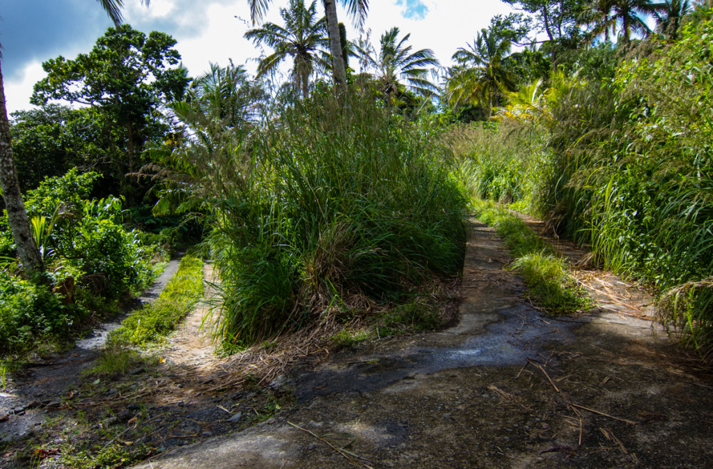 Fork on Waitukubuli National Trail