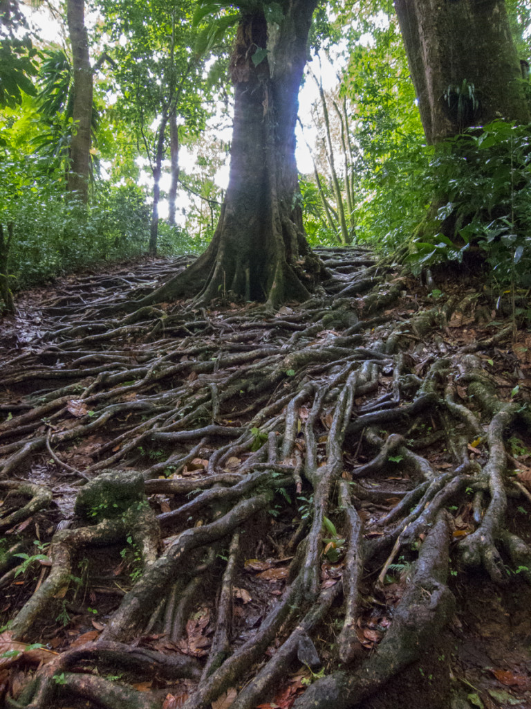 Middleham Falls trail, Dominica