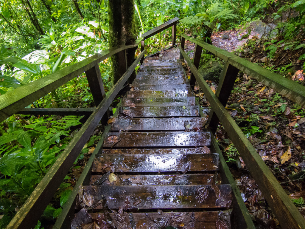 Middleham Falls trail, Dominica