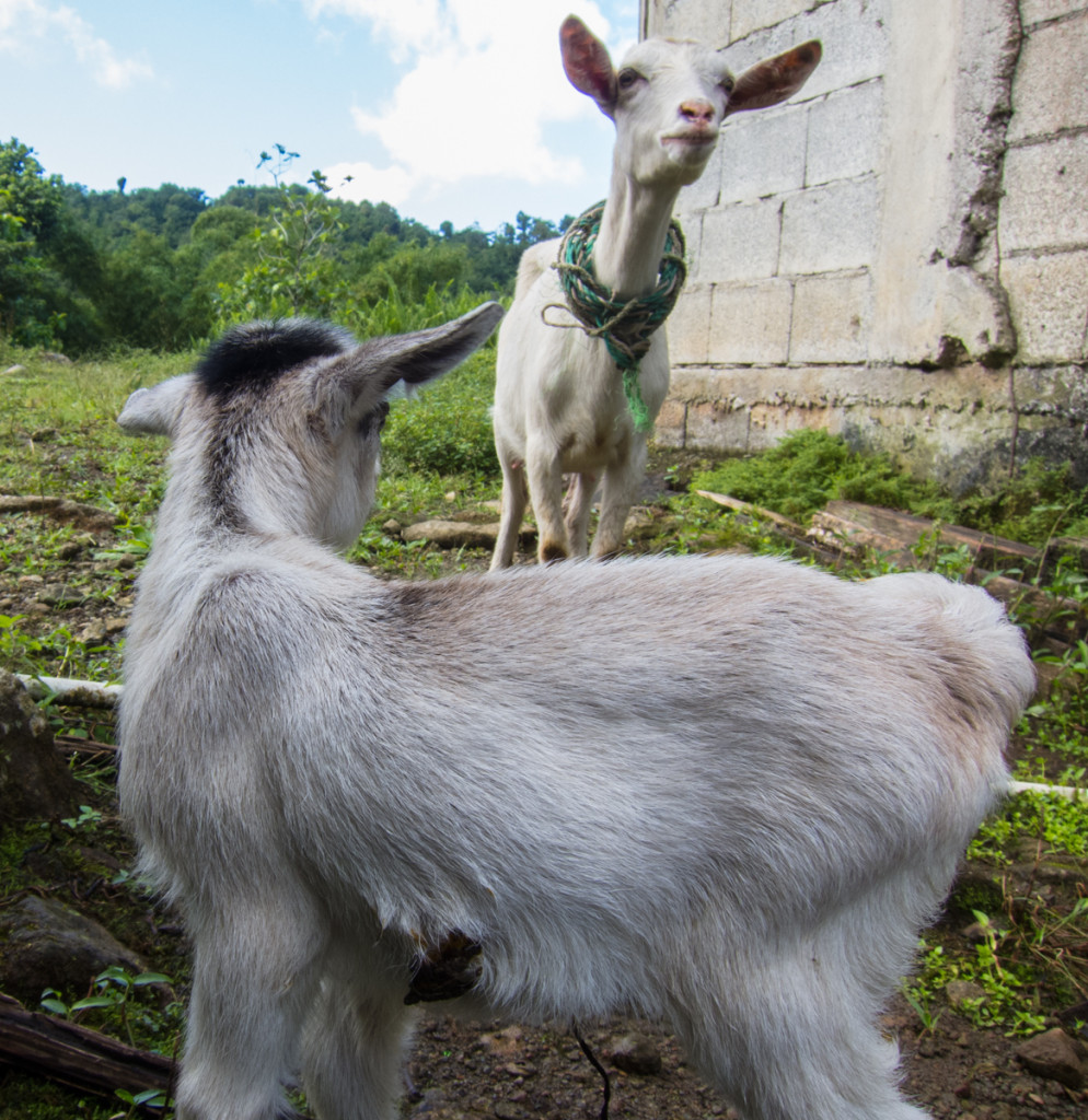 Goats, Segment 5, Waitukubuli National Trail