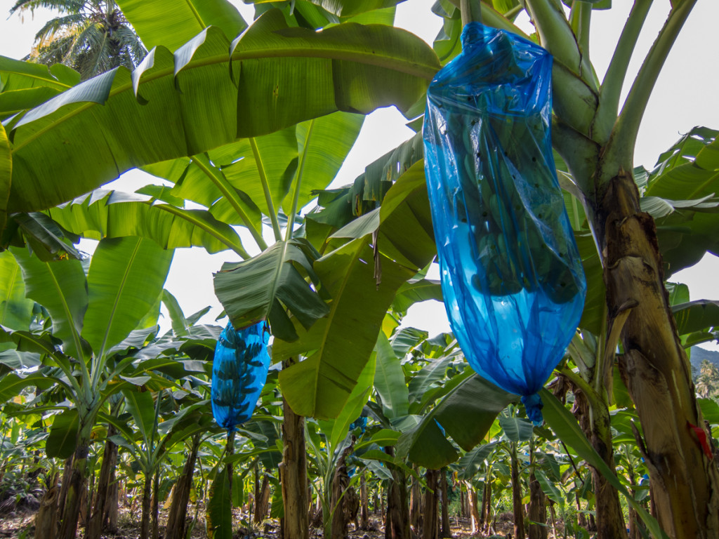 Banana trees, Segment 5, Waitukubuli National Trail