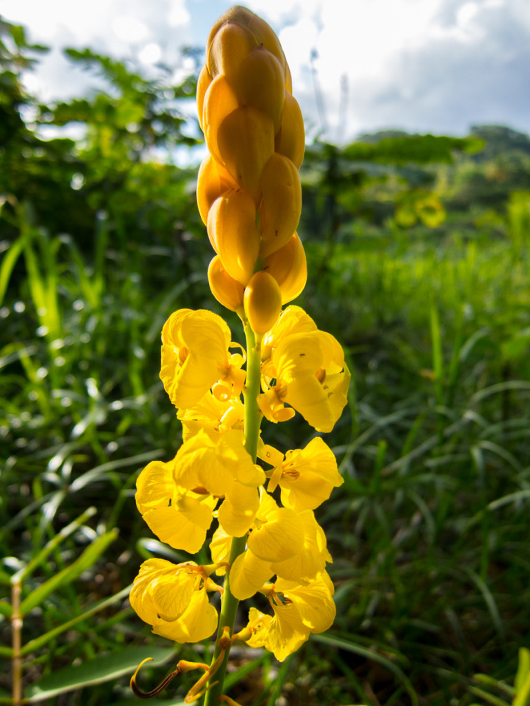 Segment 5, Waitukubuli National Trail