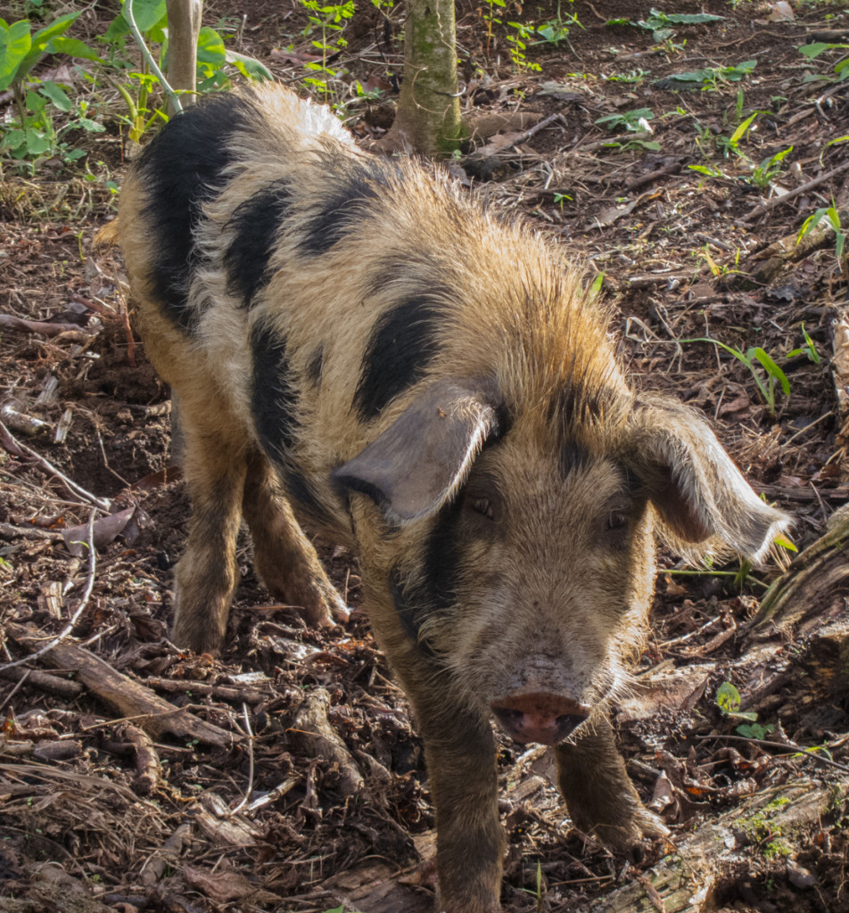 Pig on the Waitukubuli National Trail