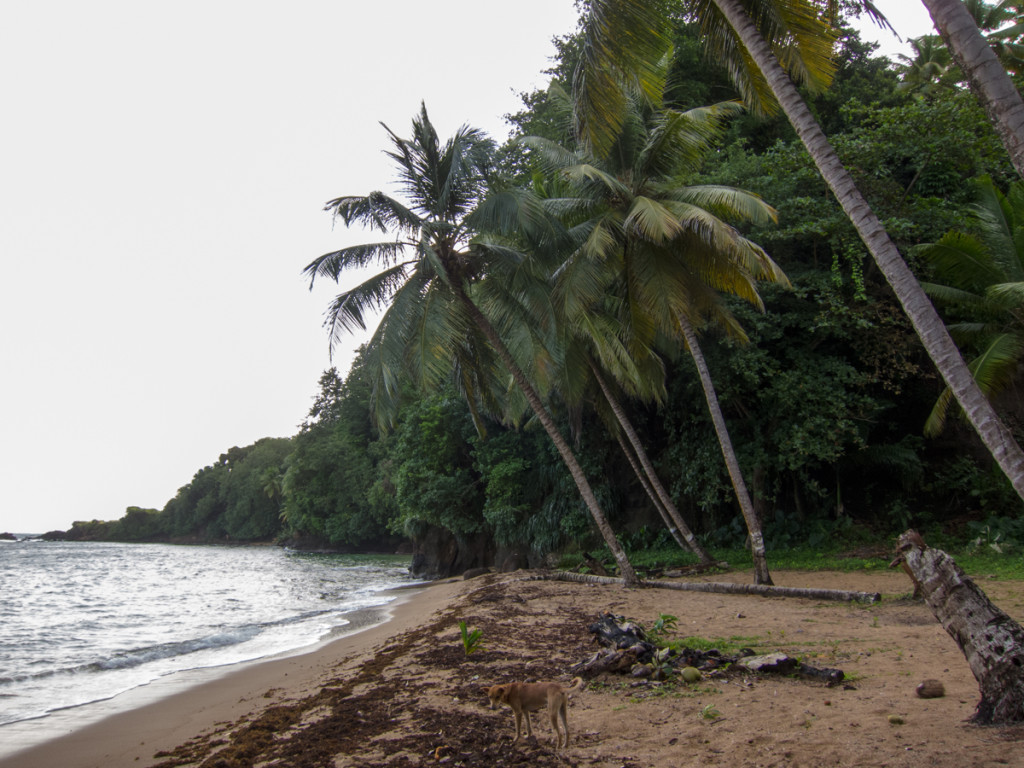 Beach by Marigot, Dominica