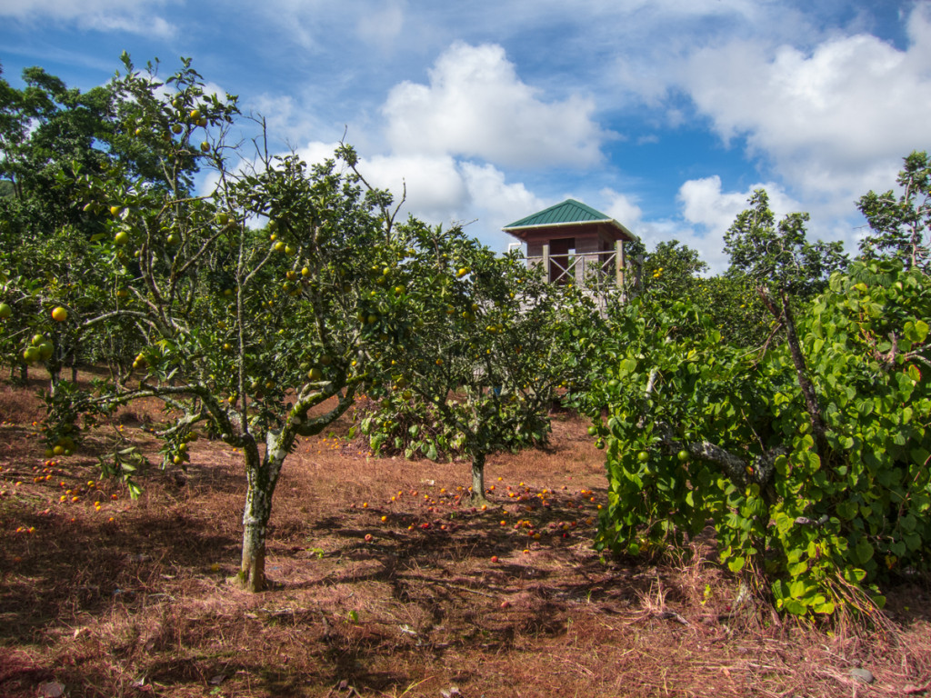 Farms along Segment 7 of the Waitukubuli National Trail