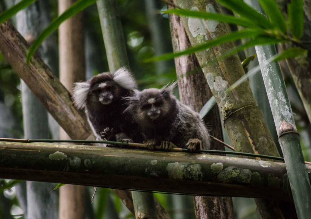 Monkey in Ilha Grande, Brazil