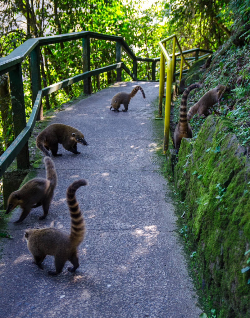 Coatis in Parque National do Iguaçu