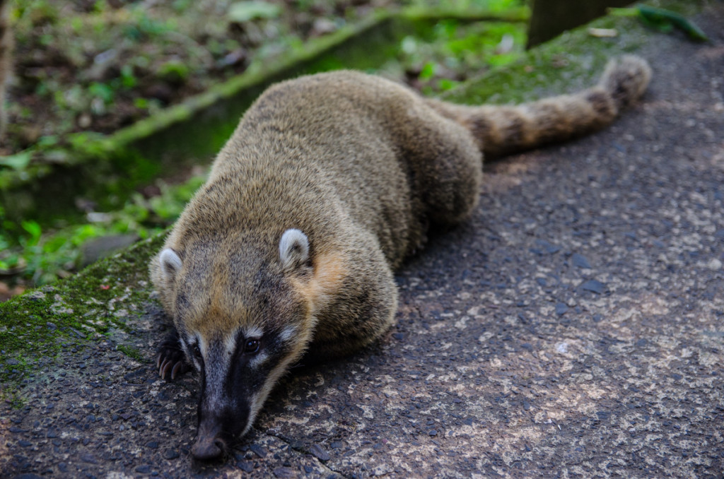 Coatis in Parque National do Iguaçu