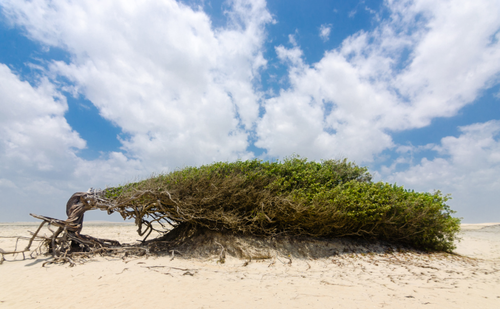 Lazy Tree, Jericoacoara