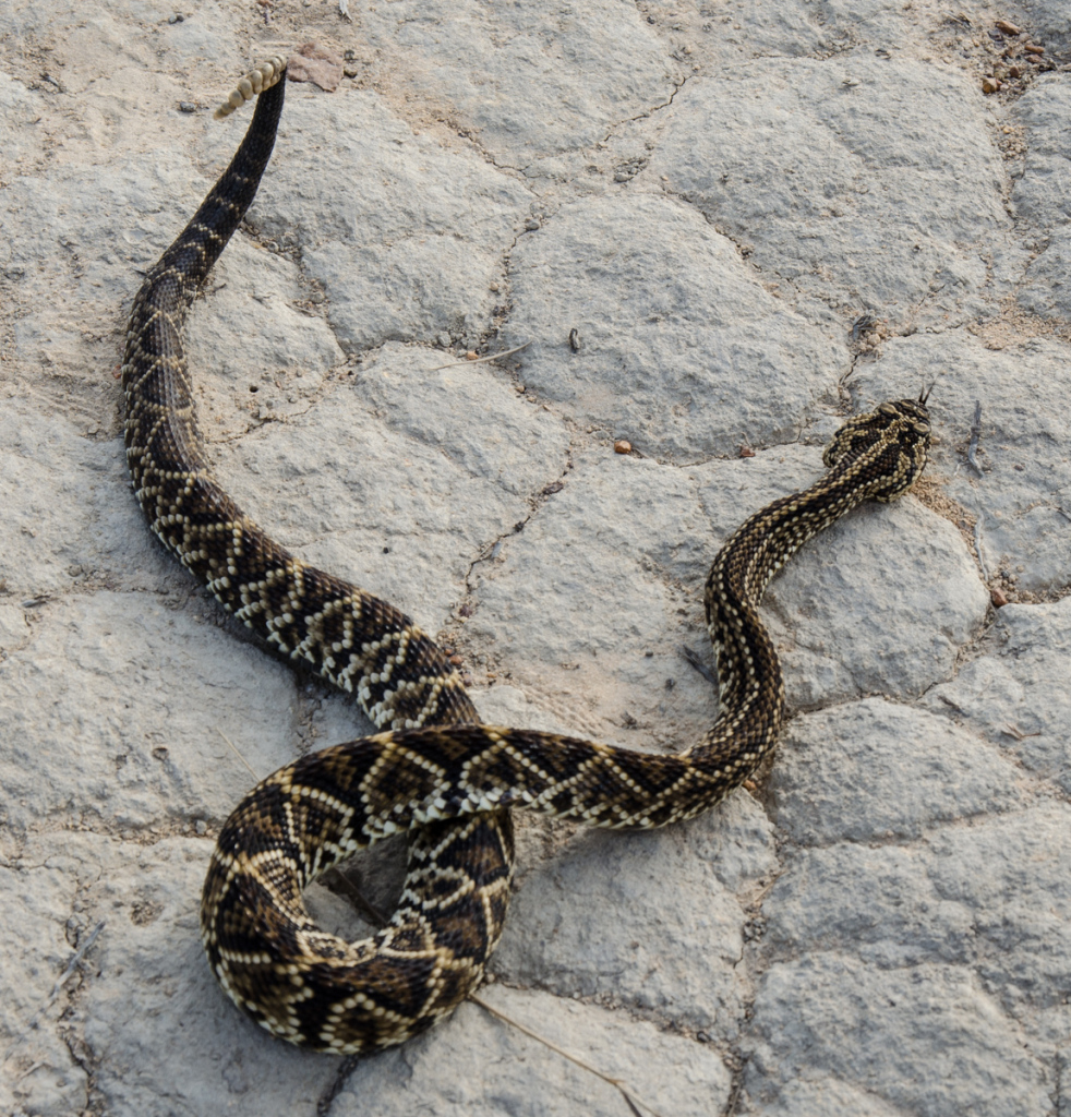 A snake on the way to Roraima