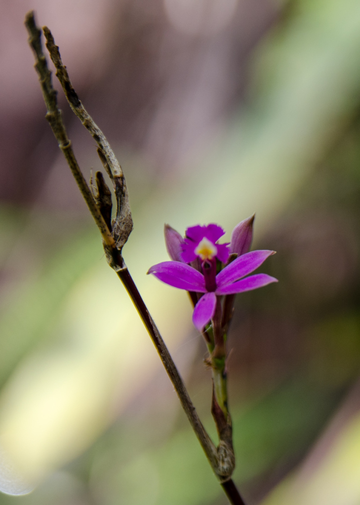 Plant at Mount Roraima