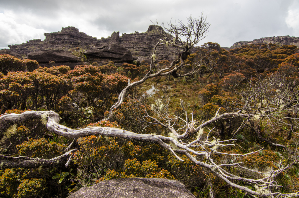 The top of Mount Roraima