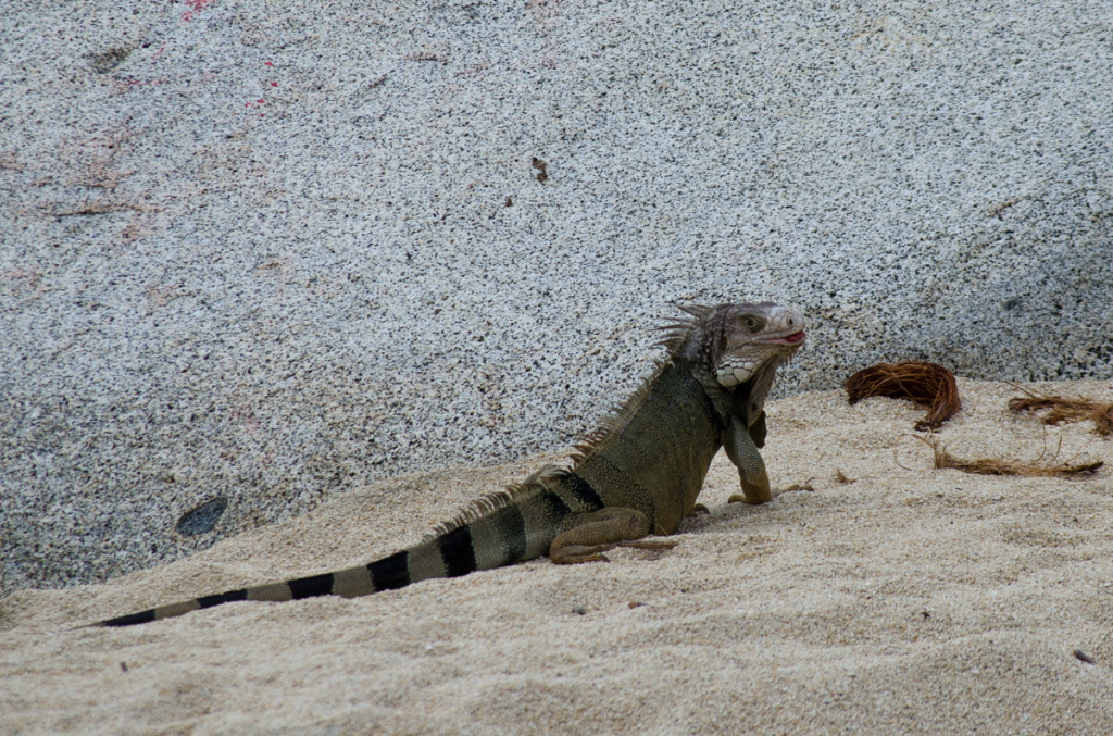 Iguana in Tayrona National Park