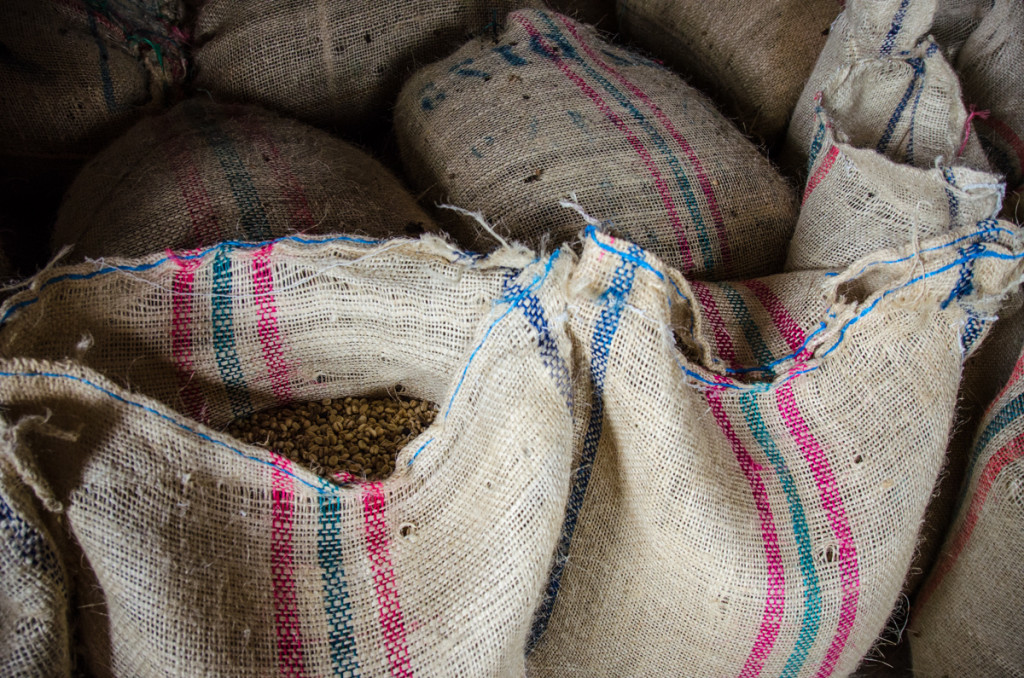 Coffee beans, Hacienda Venezia, Manizales