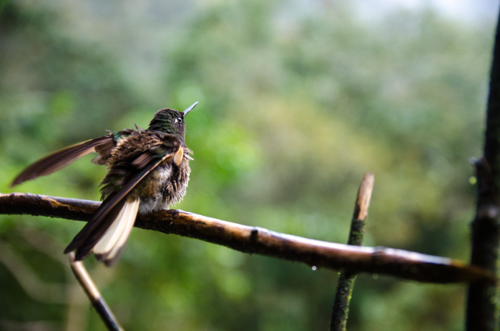 Hummingbird, Valle de Cocora