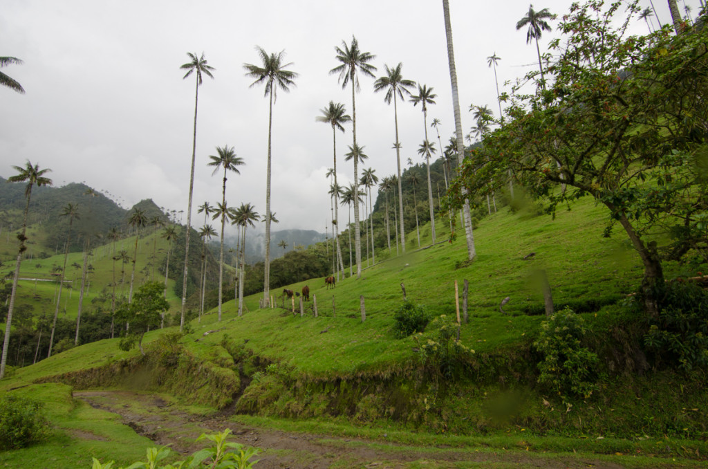 Valle de Cocora, Colombia