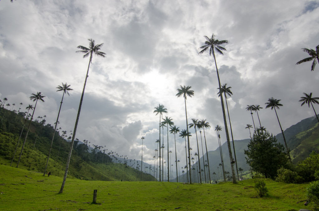 Valle de Cocora, Colombia