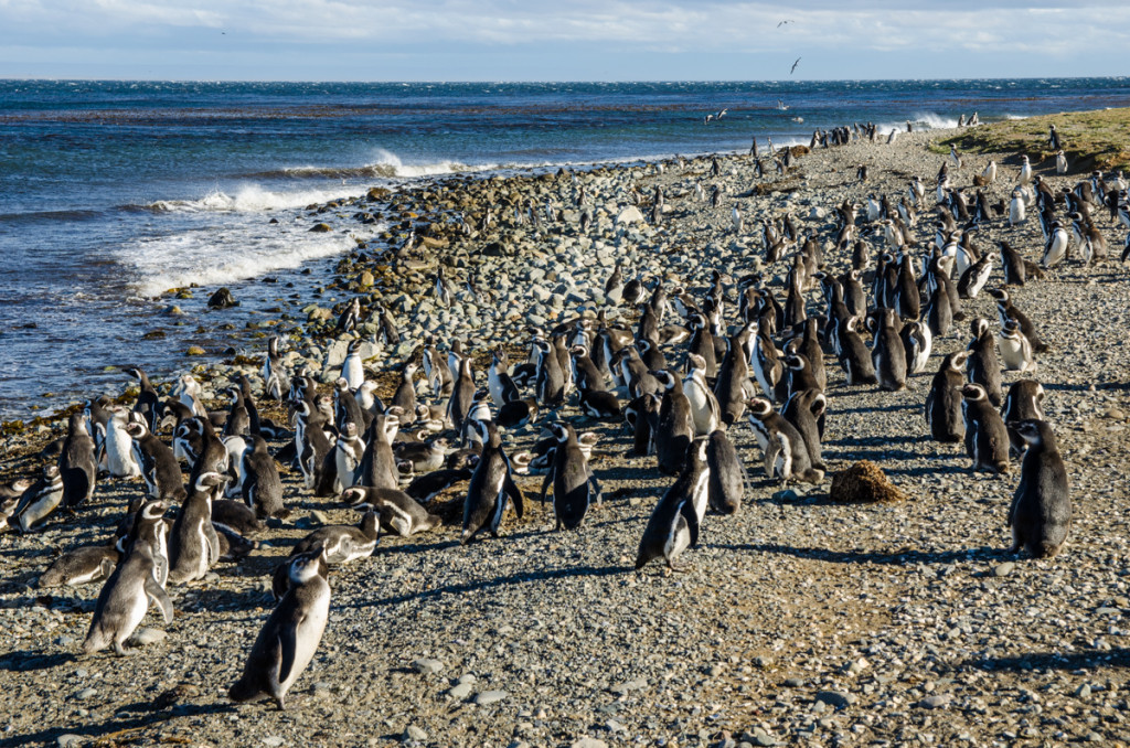 Penguins at Isla Magdalena, Chile