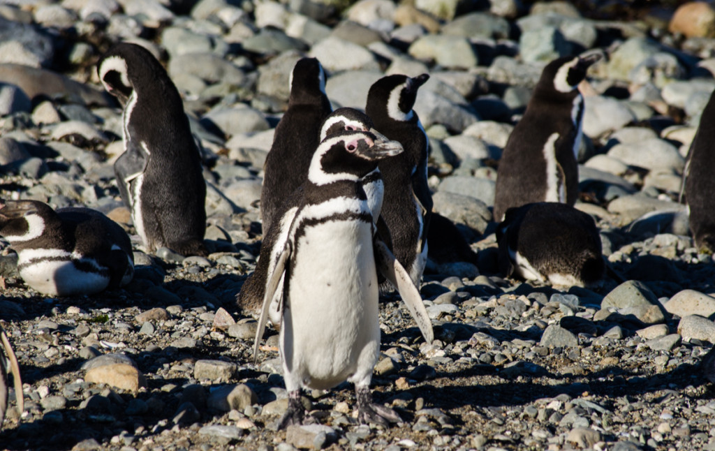 Penguins at Isla Magdalena, Chile