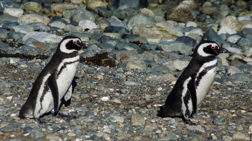 Penguins at Isla Magdalena, Chile