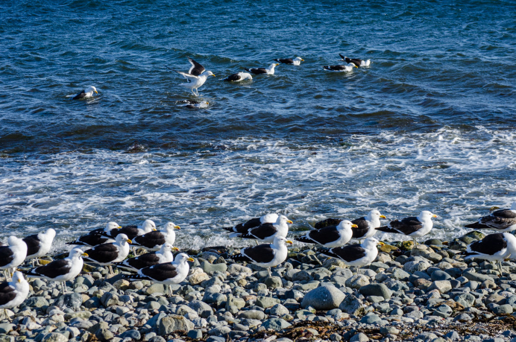 Isla Magdalena, Chile