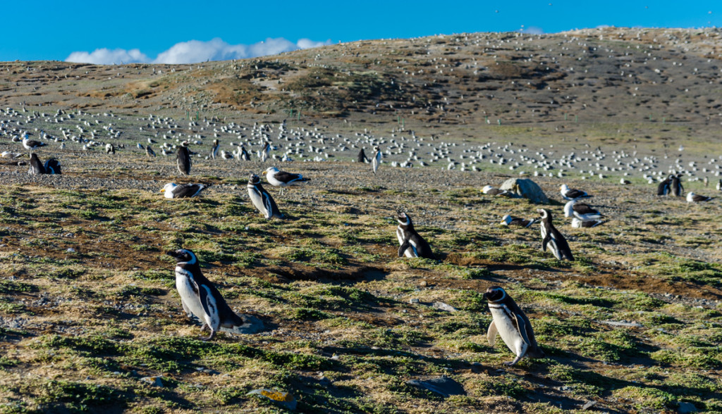 Penguins at Isla Magdalena, Chile