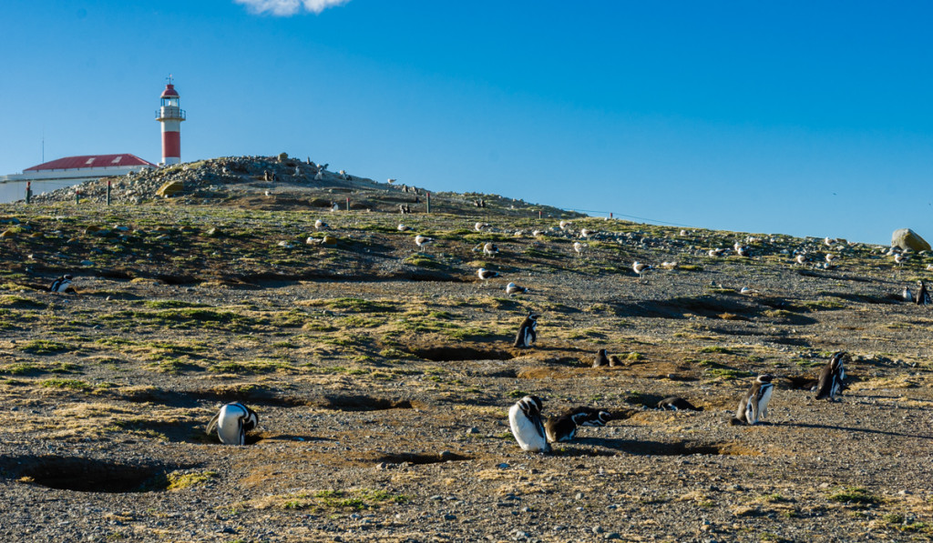 Penguins at Isla Magdalena, Chile