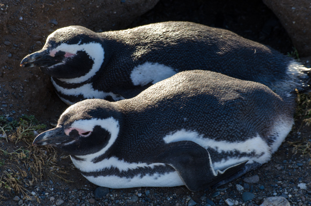 Penguins at Isla Magdalena, Chile
