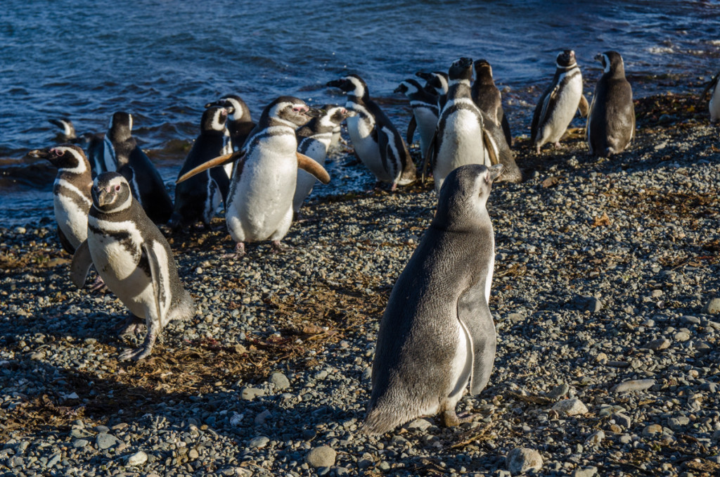 Penguins at Isla Magdalena, Chile