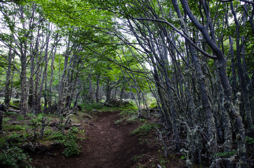 Hike to Mirador Dorotea, Puerto Natales, Chile