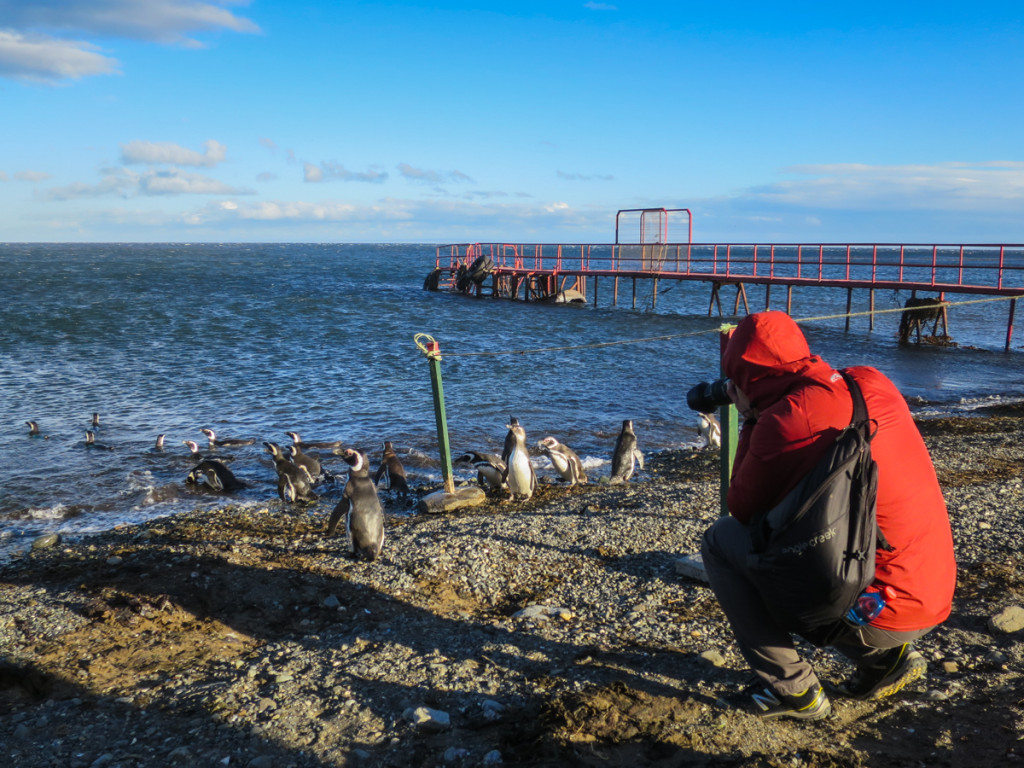 Penguins at Isla Magdalena, Chile (Photo Credit: John Van)
