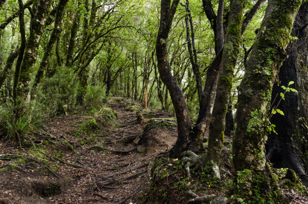 Lake Waikaremoana Great Walk