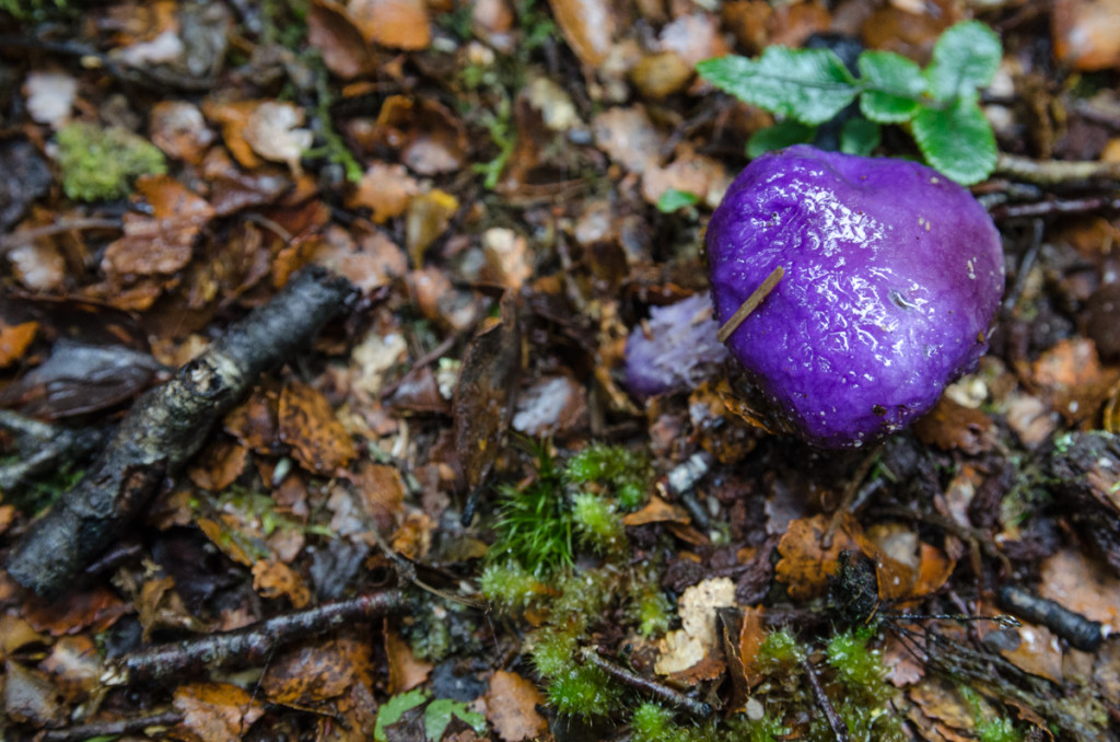 Mushroom on Lake Waikaremoana Great Walk